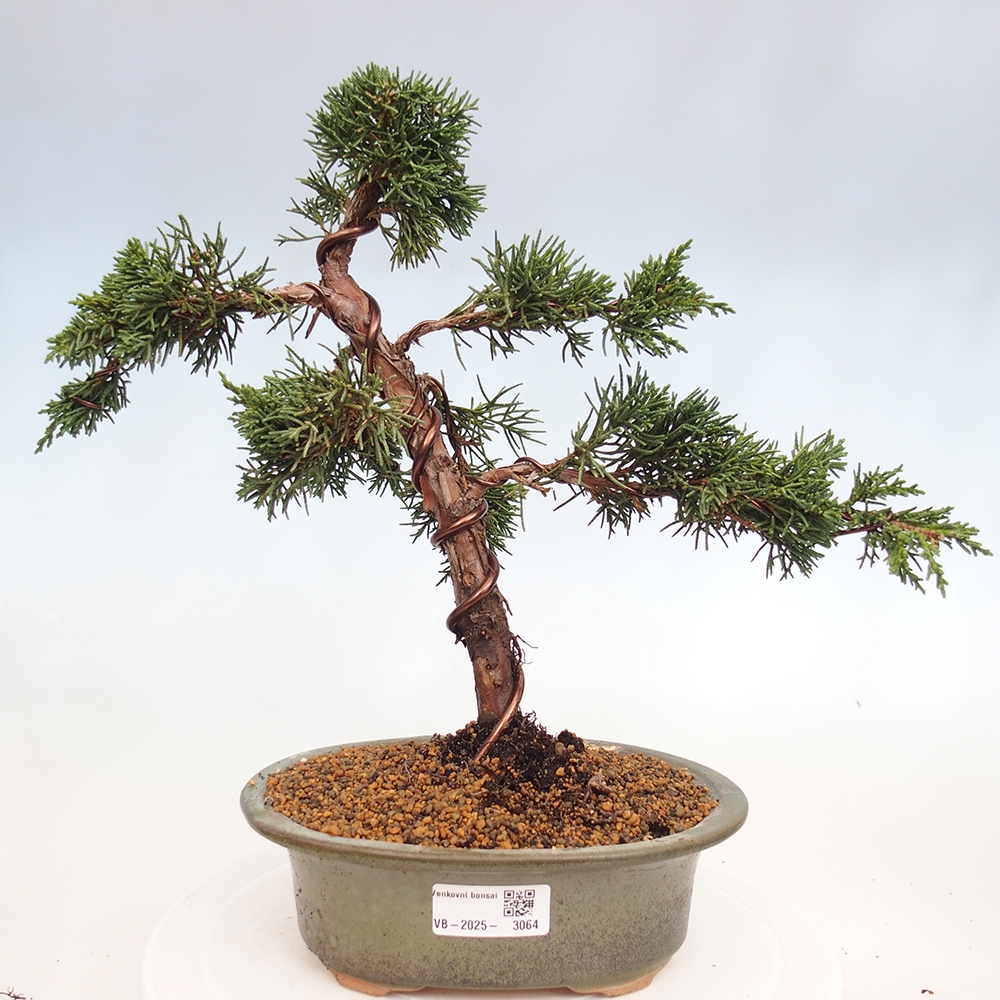 Vonkajší bonsai - Juniperus chinensis Kishu -Jalovec čínsky