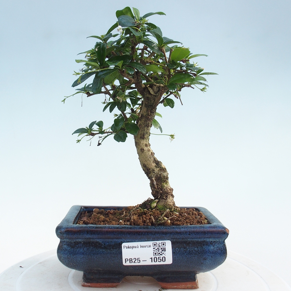 Izbová bonsai - Carmona macrophylla - Čaj fuki