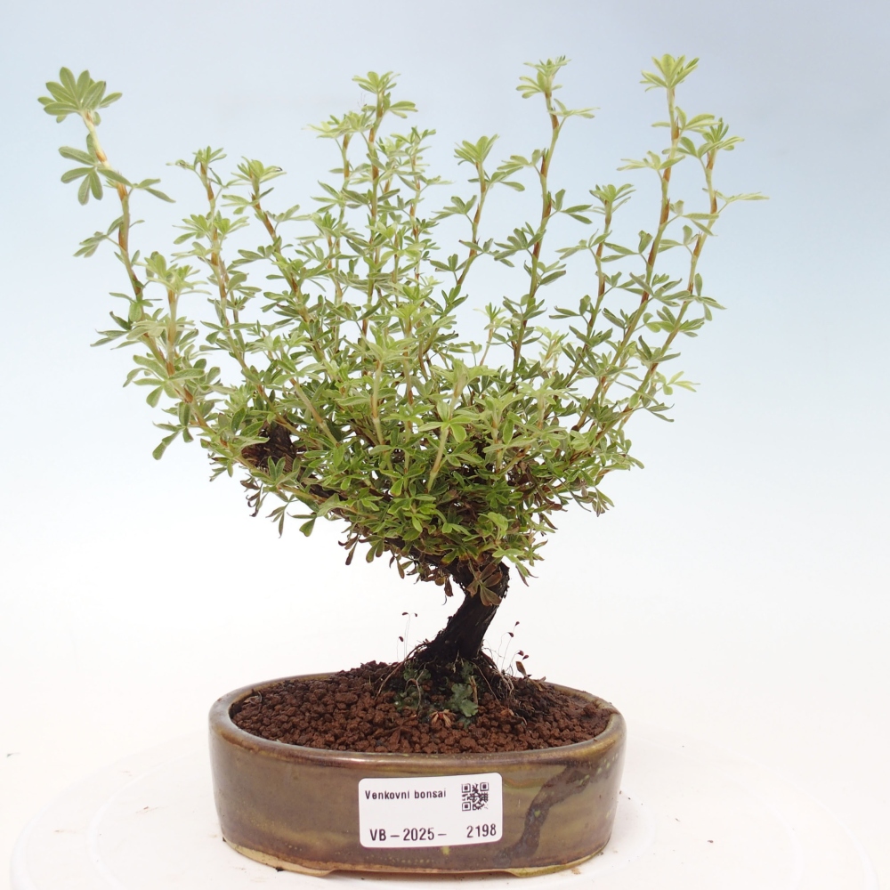 Vonkajšia bonsai-Nátržník krovitá - potentila fruticosa yellow Bird