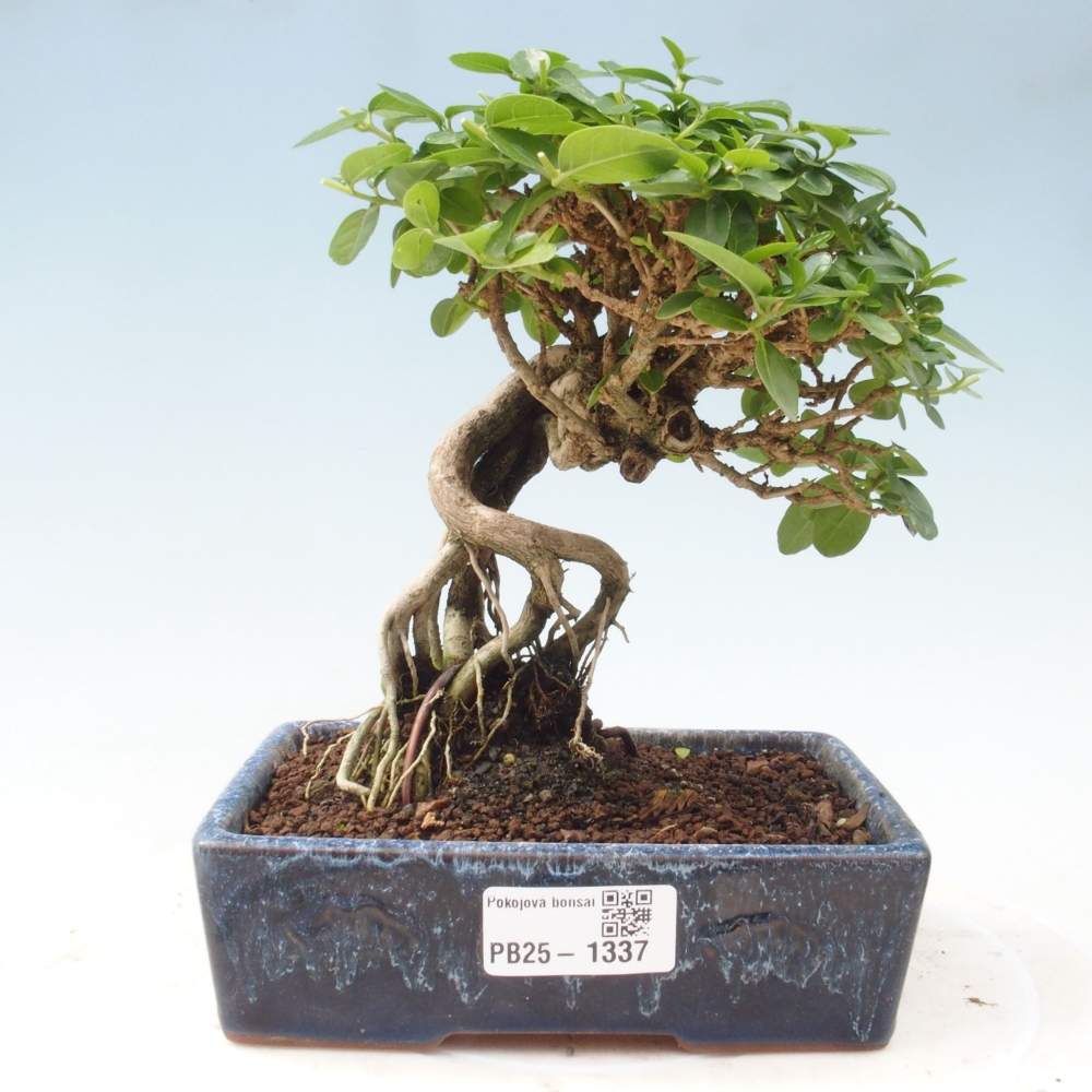 Izbová bonsai - Premna serratifolia - Kozlovoň malolistá