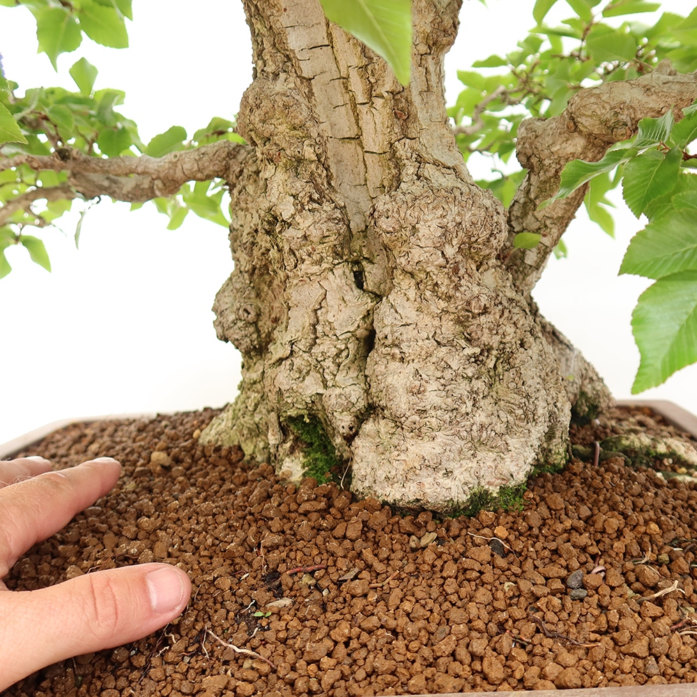 Vonkajší bonsai -Carpinus Coreana - Hrab kórejský