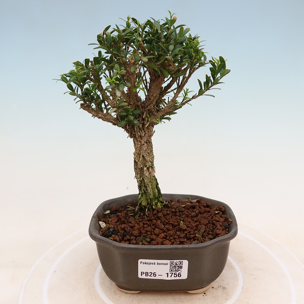 Izbové bonsaje - Buxus harlandii - korkový buxus