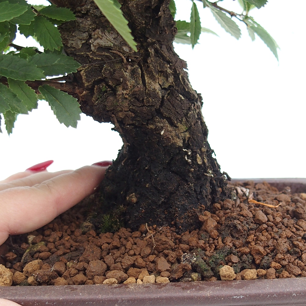 Vonkajšie bonsaje - Zelkova - Zelkova NIRE
