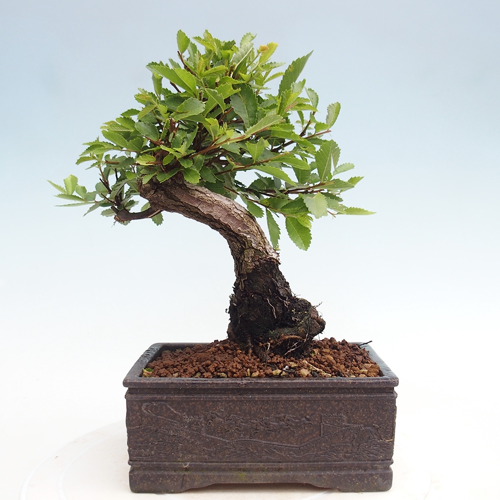 Vonkajšie bonsai - Zelkova - Zelkova Nirom
