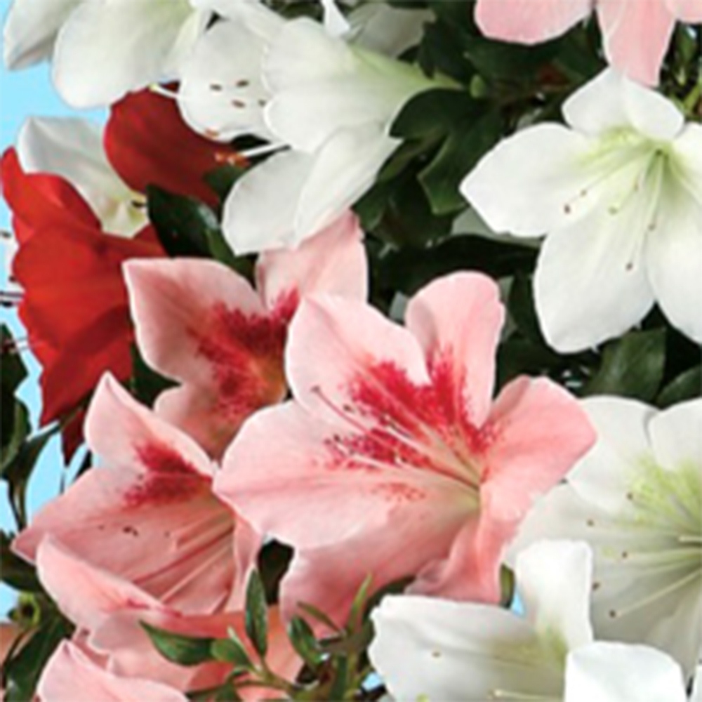 Vonkajšie bonsaje - Japonská azalka - Azalka Sayaka