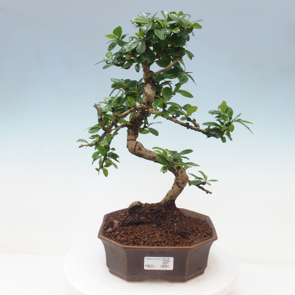 Izbová bonsai - Carmona macrophylla - Čaj fuki
