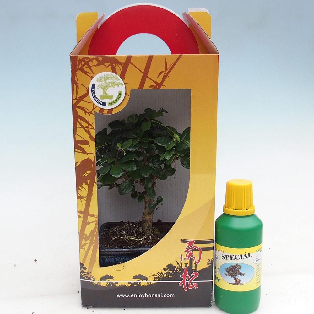 Izbový bonsaj v darčekovej krabičke Carmona microphylla - Tea fuki