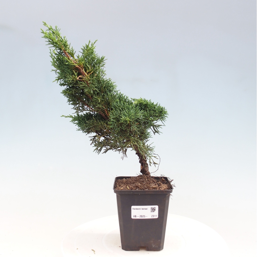 Vonkajšie bonsai - Juniperus chinensis Kishu -Jalovec čínsky