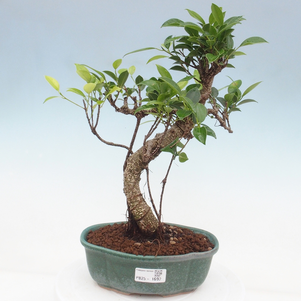 Izbová bonsai - Ficus retusa - malolistá fikus