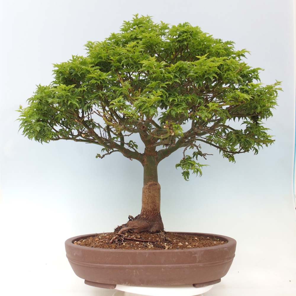 Vonkajšia bonsaj -Javorská palma Acer palmatum Shishigashira