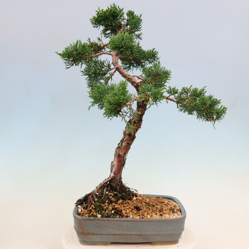 Vonkajší bonsaj - Juniperus chinensis Kishu