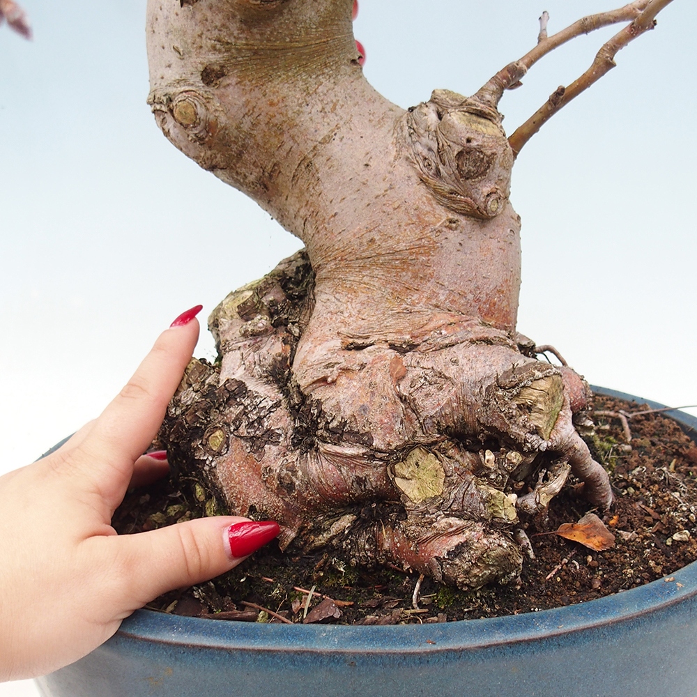 Vonkajší bonsai -Malus halliana - Maloplodá jabloň