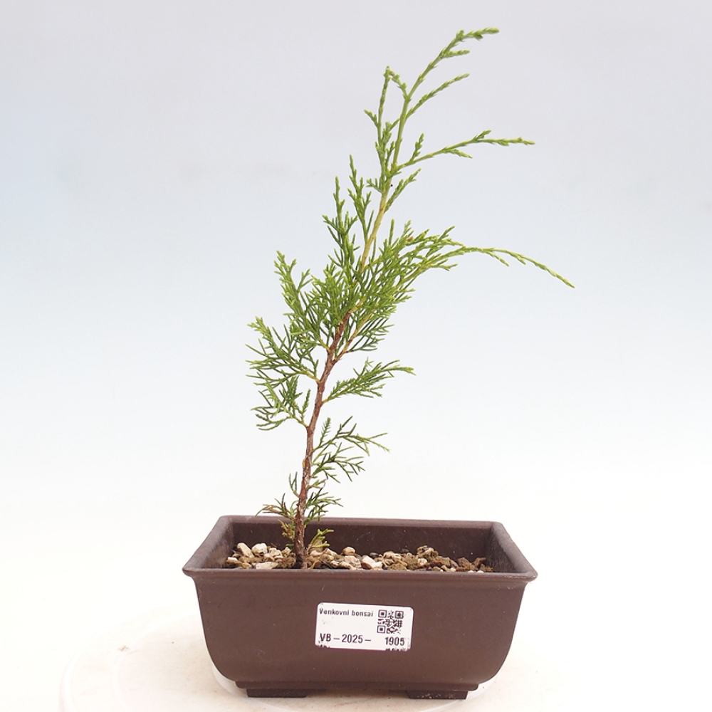 Vonkajší bonsai - Juniperus chinensis Itoigawa -Jalovec čínsky