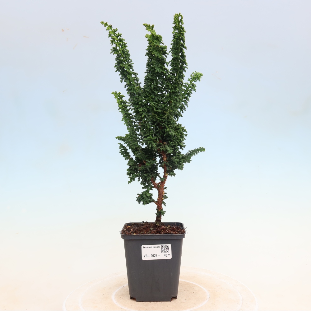 Vonkajší bonsaj - Cham. obtusa SEKKA HINOKI - Cypruštek