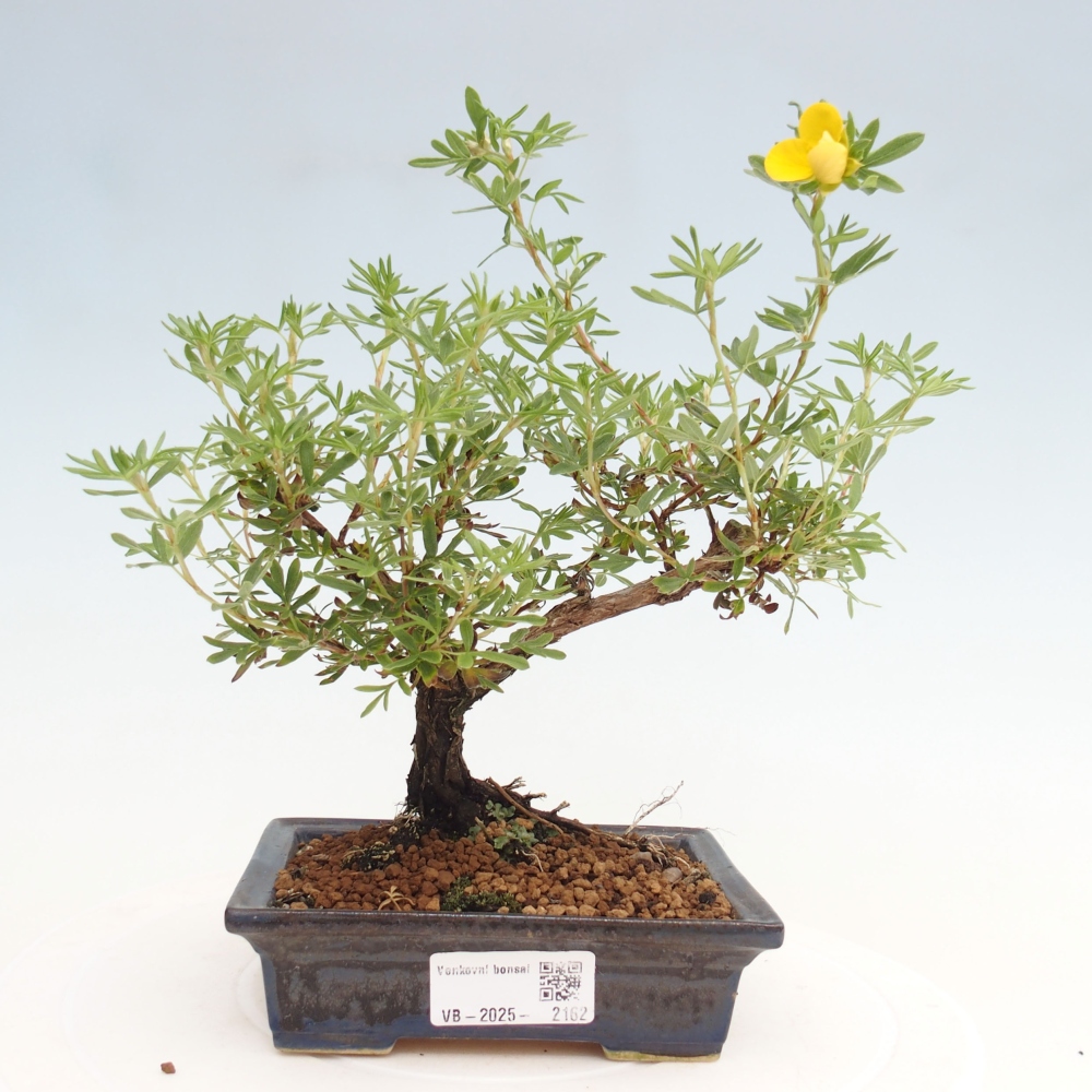 Vonkajšia bonsai-Nátržník krovitá - potentila fruticosa yellow Bird
