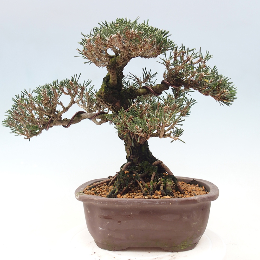 Vonkajšia bonsaj - Pinus thunbergii Kotobuki - borovica Thunbergova