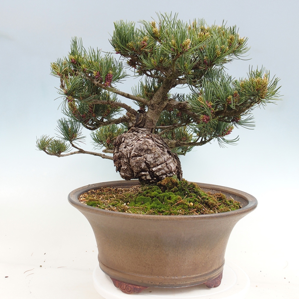 Vonkajšie bonsaje - Pinus parviflora - Pinus parviflora