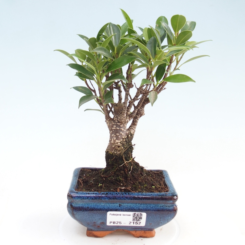Izbová bonsai - Malolistý fikus - Ficus kimmen
