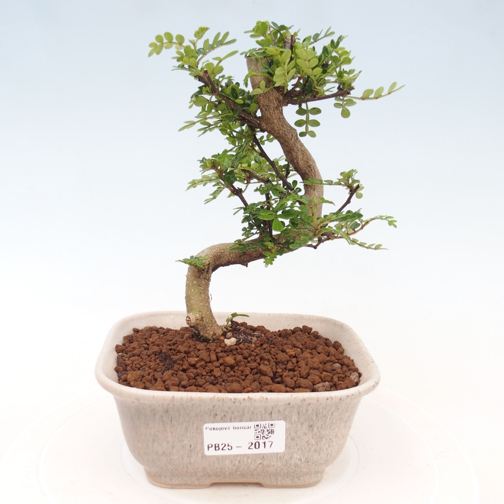 Izbová bonsai - Zantoxylum piperitum - piepor