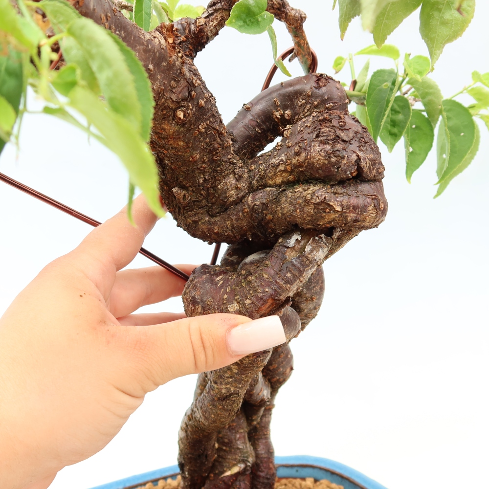Vonkajšie bonsaje – Japonská marhuľa – Prunus Mume