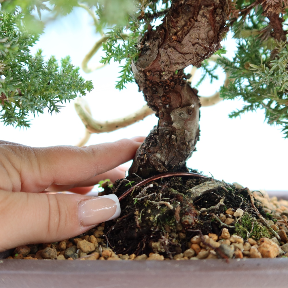 Vonkajší bonsai – Juniperus procumbens – jalovec ležiaci