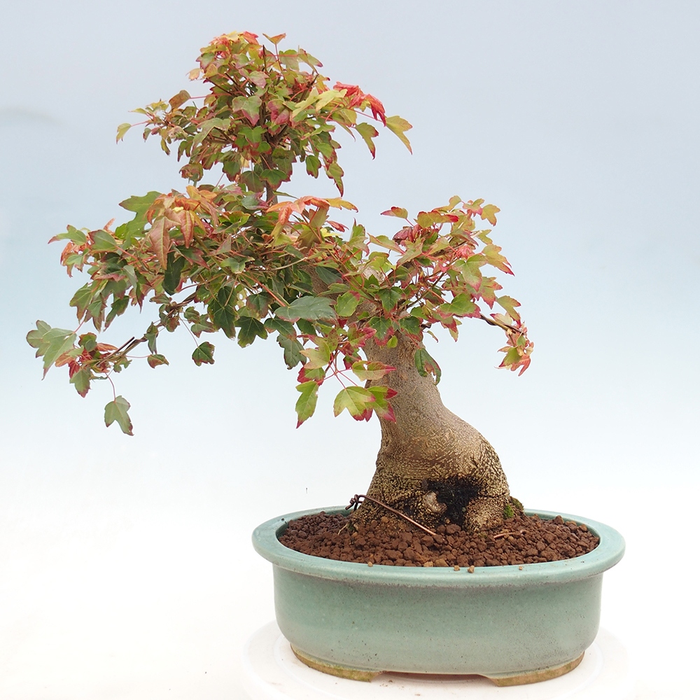 Vonkajšie bonsai - Javor Buergerianum - Javor Burgerův