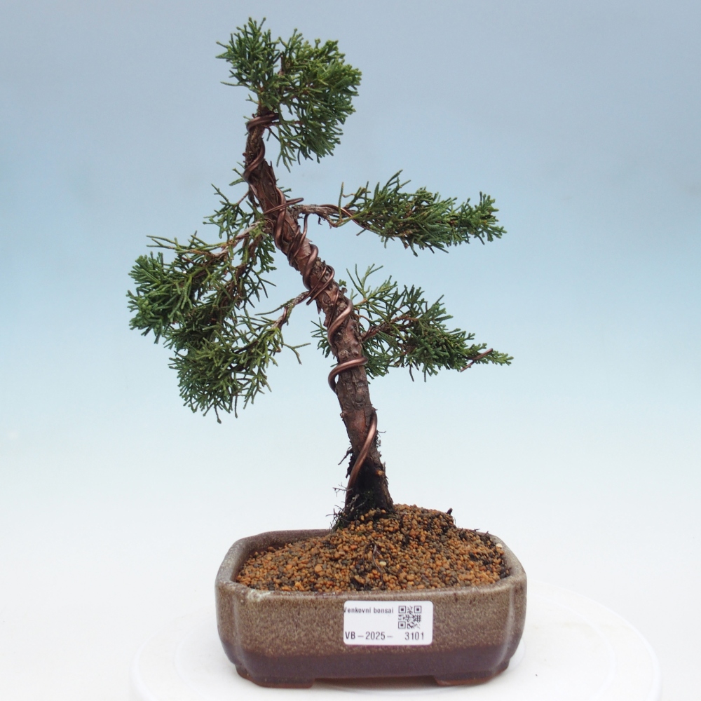 Vonkajší bonsai - Juniperus chinensis Kishu -Jalovec čínsky