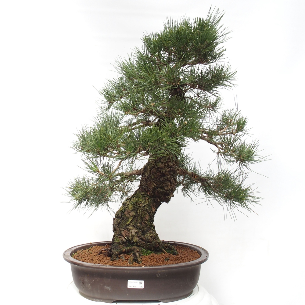 Vonkajšie bonsai - Pinus thunbergii - Borovica thunbergova