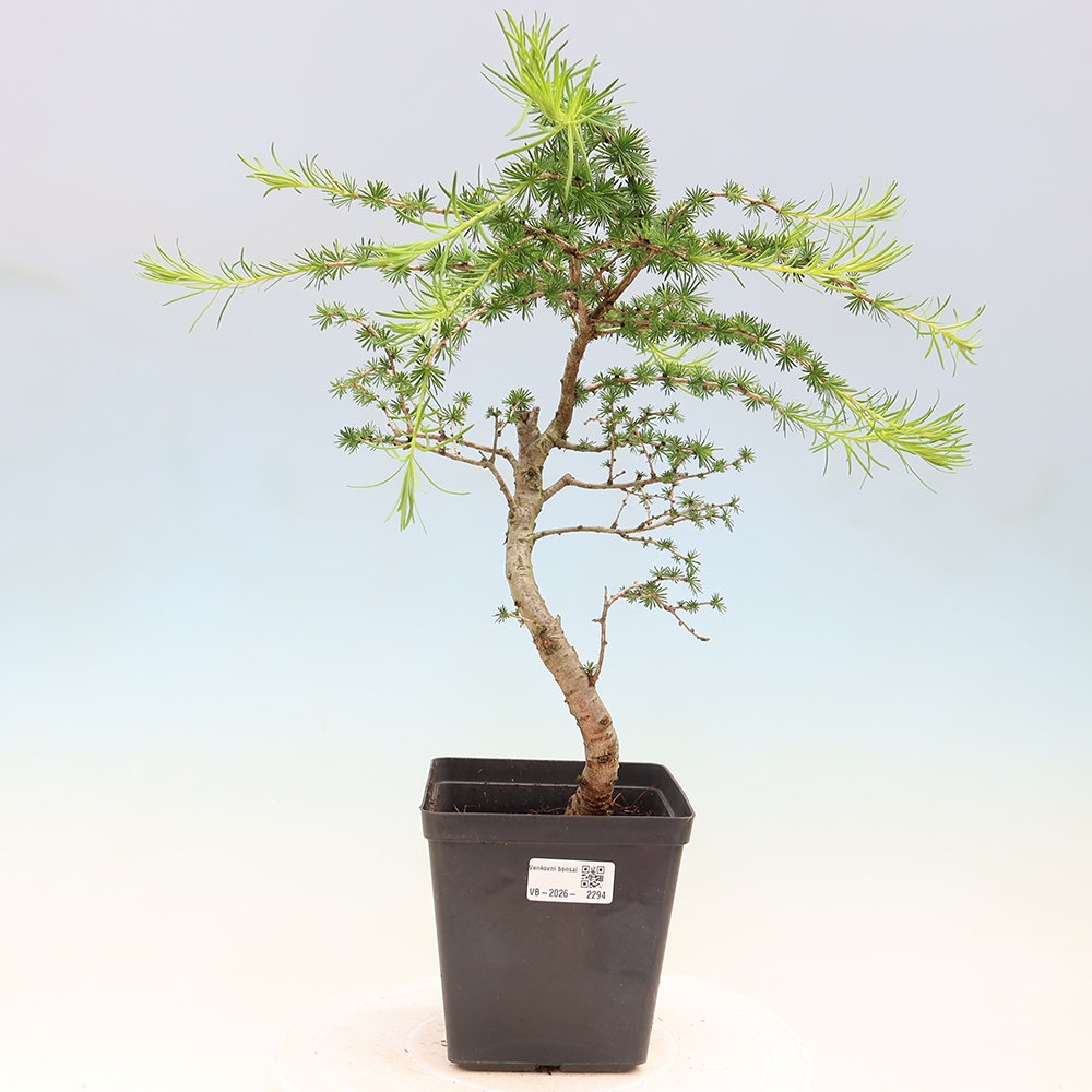 Vonkajšie bonsaje -Larix decidua - Smrekovec