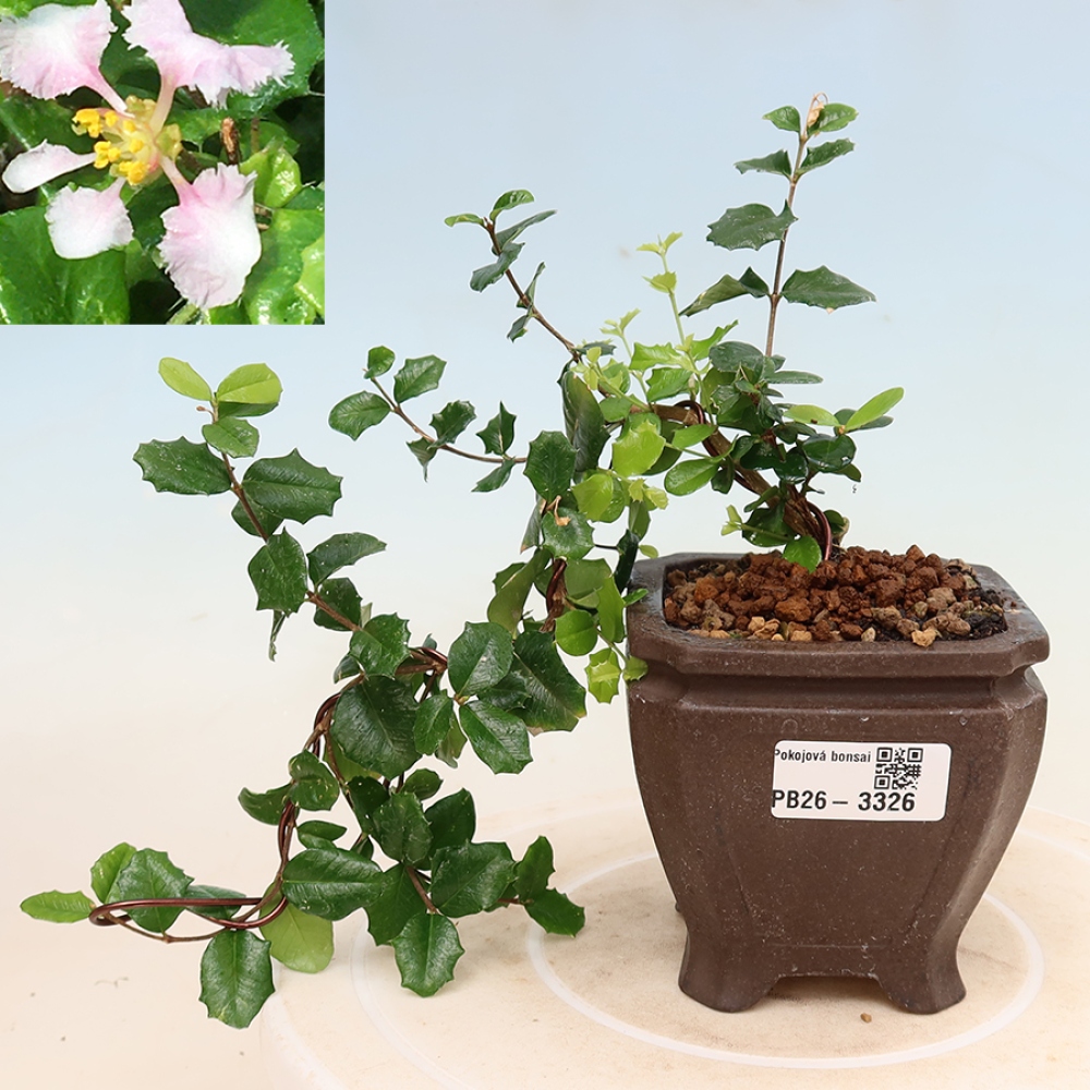Izba bonsai – barbadoská čerešňa (Malpighia coccigera)