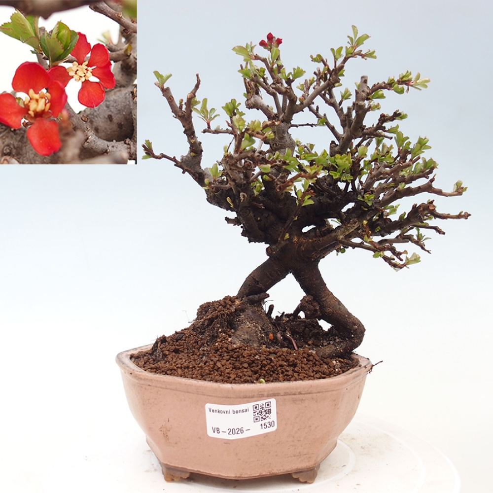 Vonkajšie bonsaje - Chaneomeles speciosa - Kdoule
