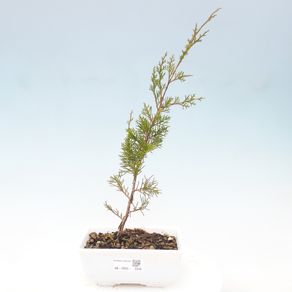 Vonkajší bonsai - Juniperus chinensis Itoigawa -Jalovec čínsky