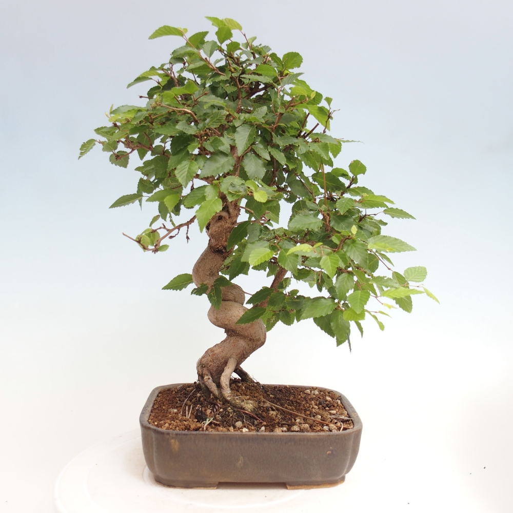 Vonkajší bonsai -Carpinus CARPINOIDES - Hrab kórejský