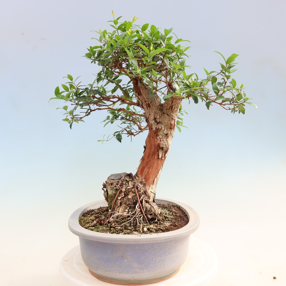 Izba bonsai – Myrtus communis – myrta obyčajná