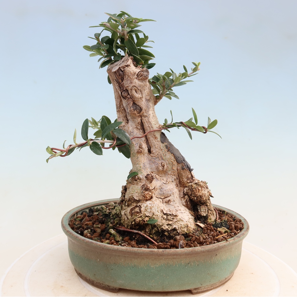 Izbový bonsaj - Olea europaea sylvestris