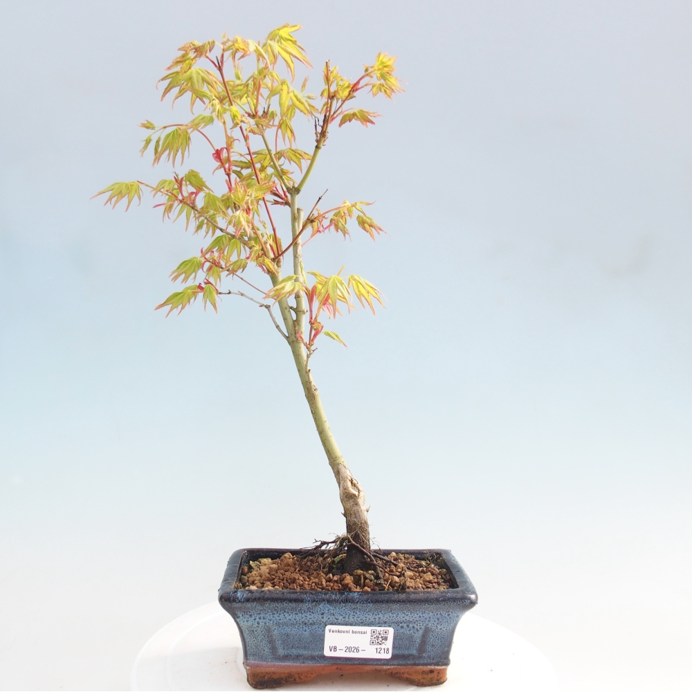 Acer palmatum Aureum - Zlatý javor