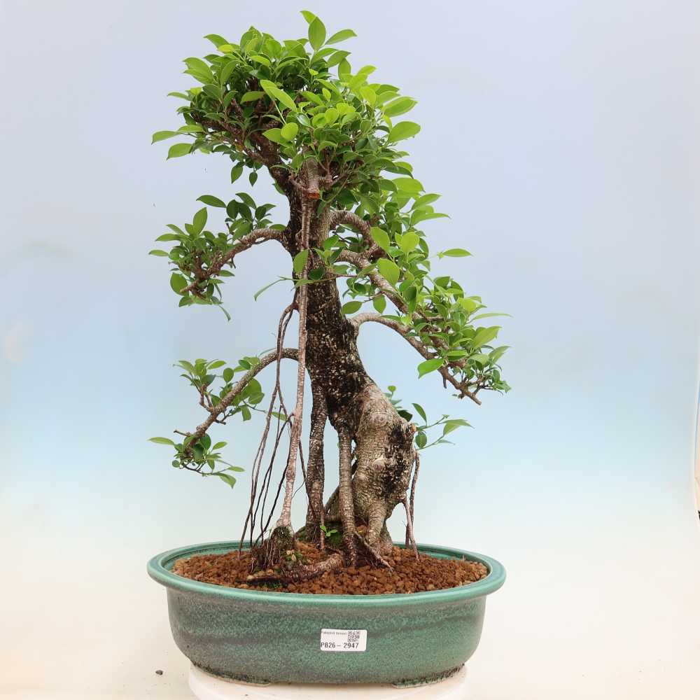 Izbové bonsaje - Ficus kimmen - drobnolistý fikus