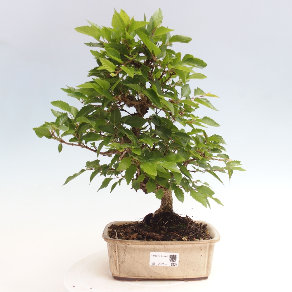 Vonkajší bonsai -Carpinus CARPINOIDES - Hrab kórejský