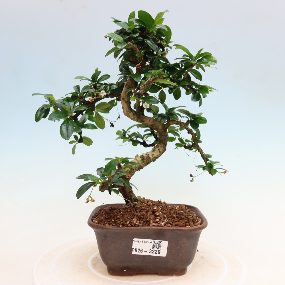 Izbové bonsaje - Carmona macrophylla - Tea fuki