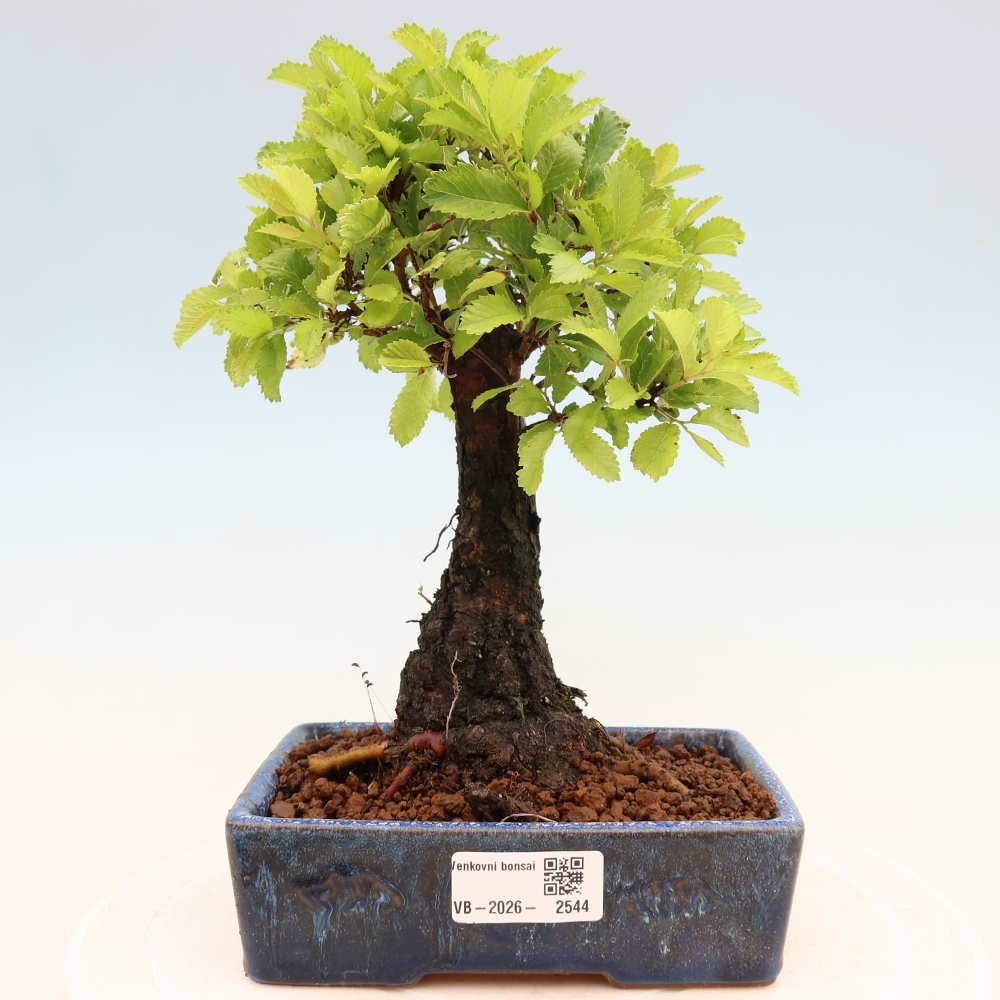 Vonkajšie bonsaje - Zelkova - Zelkova NIRE
