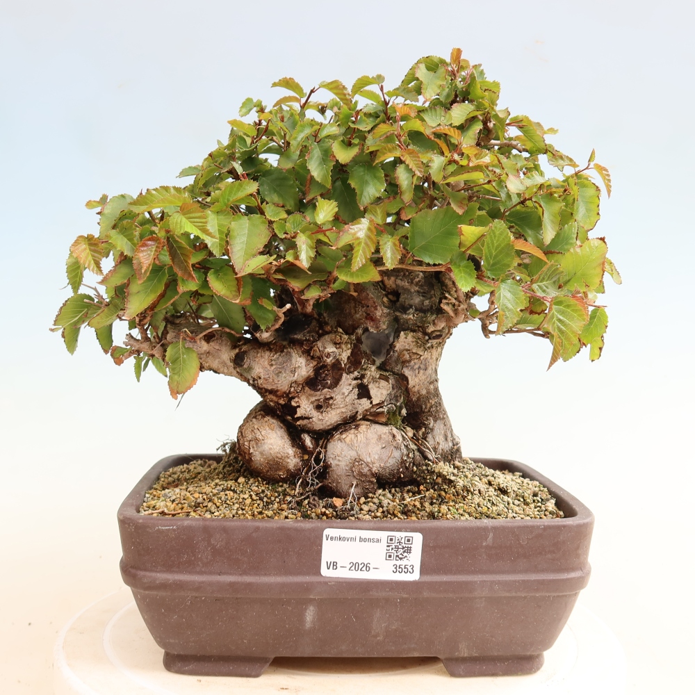 Vonkajšie bonsaje -Carpinus CARPINOIDES - Hrab kórejský