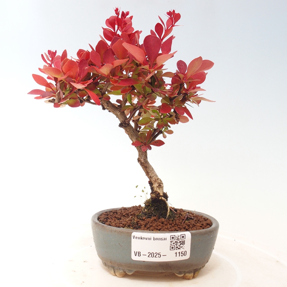 Vonkajší bonsai - Berberis thunbergii Kobold - Drištál Thunbergov