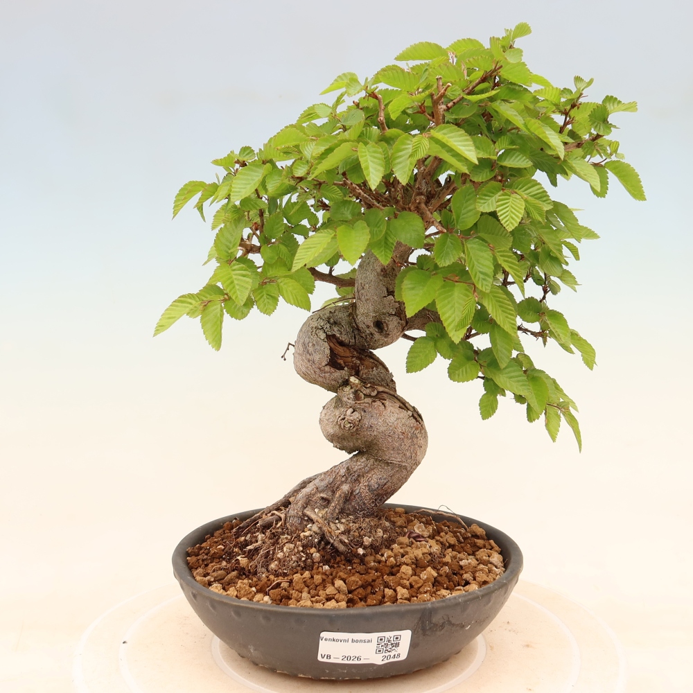 Vonkajší bonsaj -Carpinus coreana - Hrab kórejský