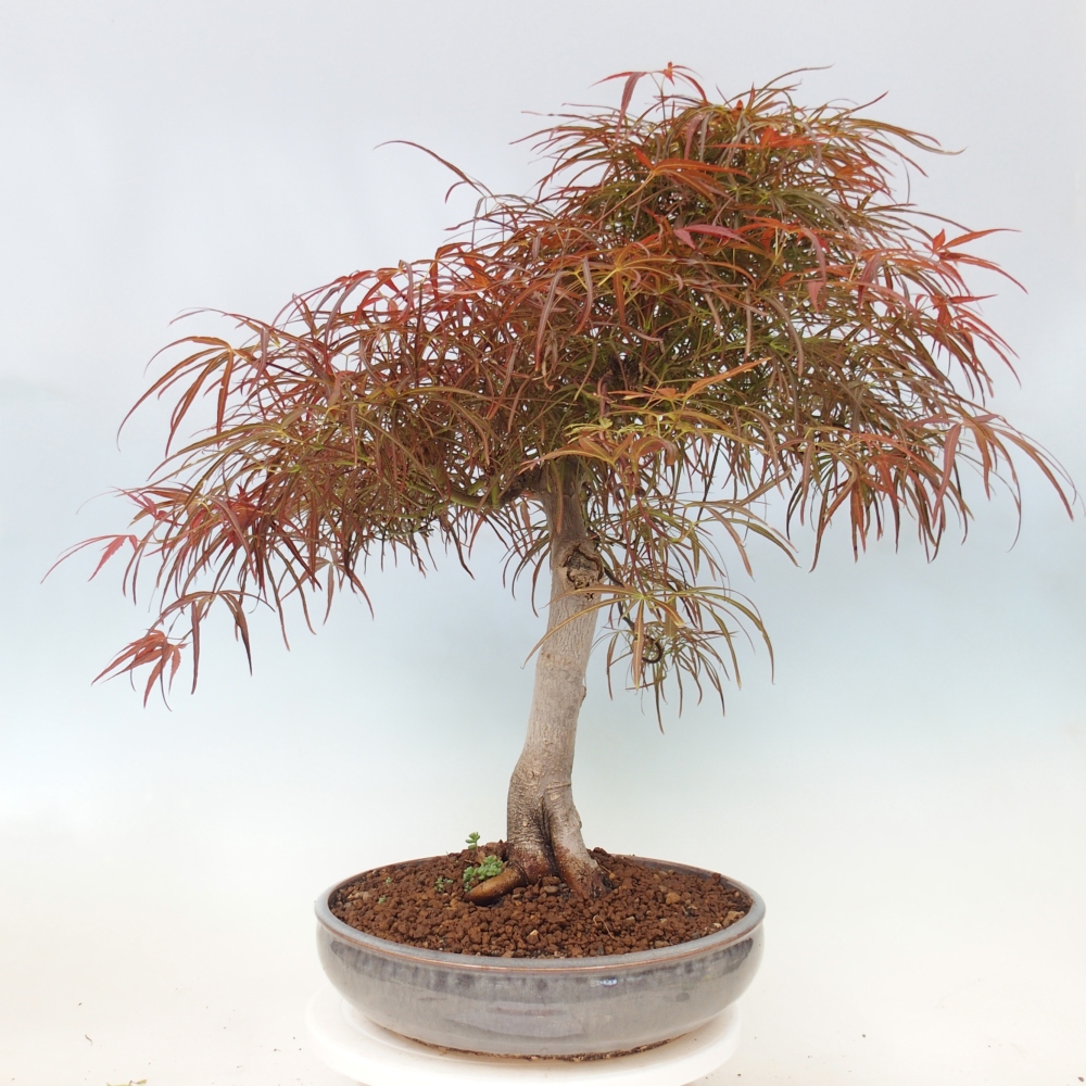 Vonkajší bonsaj - Acer palmatum RED PYGMY