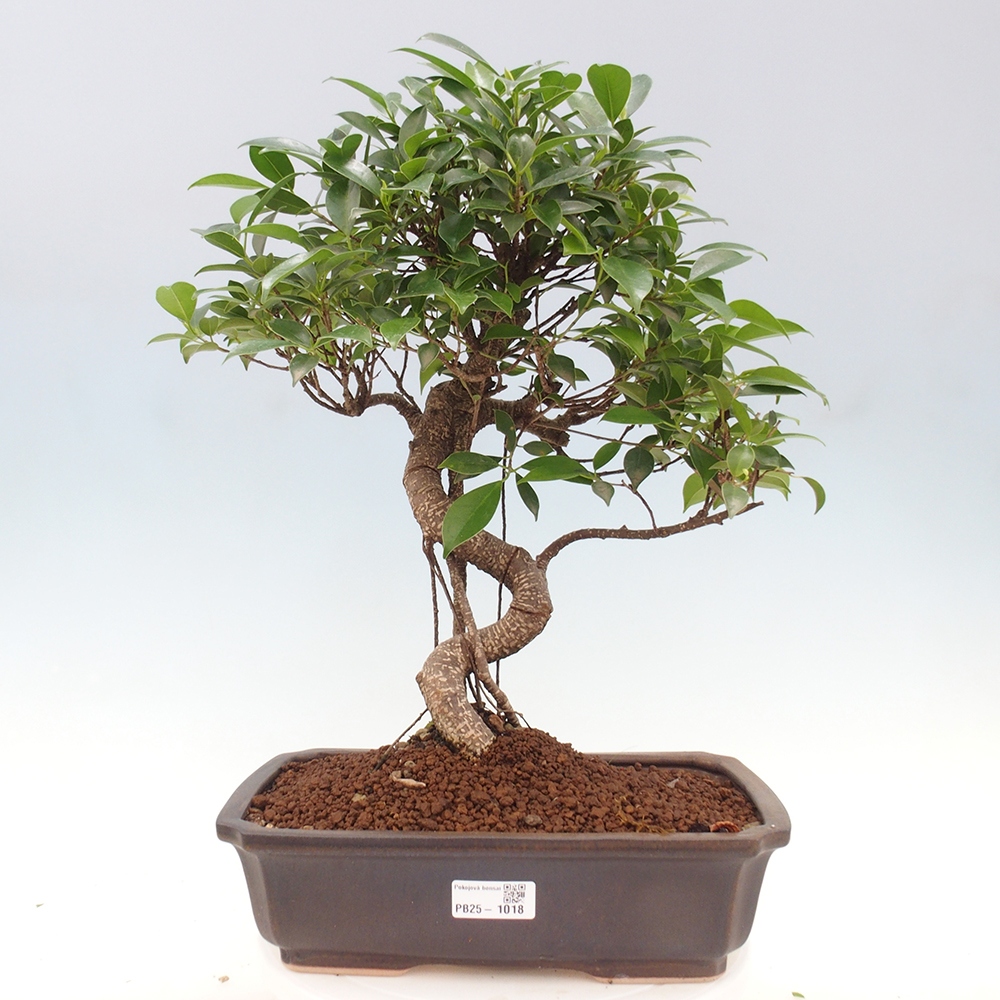 Izbová bonsai - Ficus kimmen - malolistý fikus