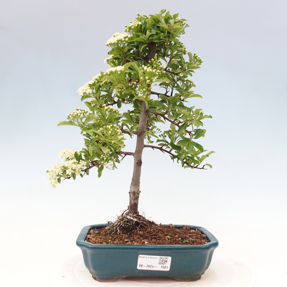 Vonkajšia bonsai-Pyracanta Teton -Hlohyně