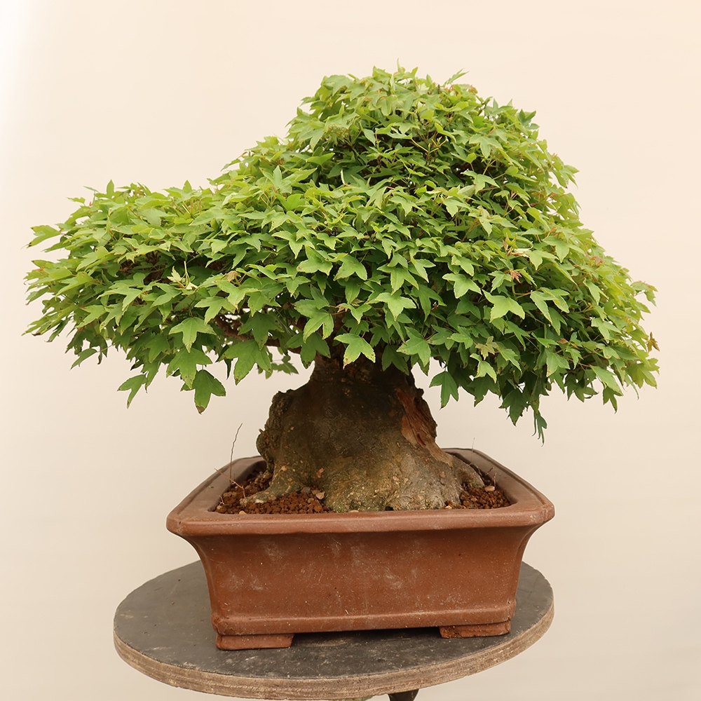 Vonkajšie bonsaje - Javor Burger - Acer Burgerianum