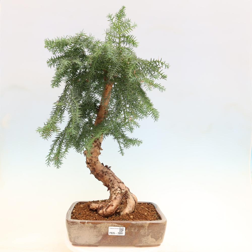 Izba bonsai – Araukária – izba smreček