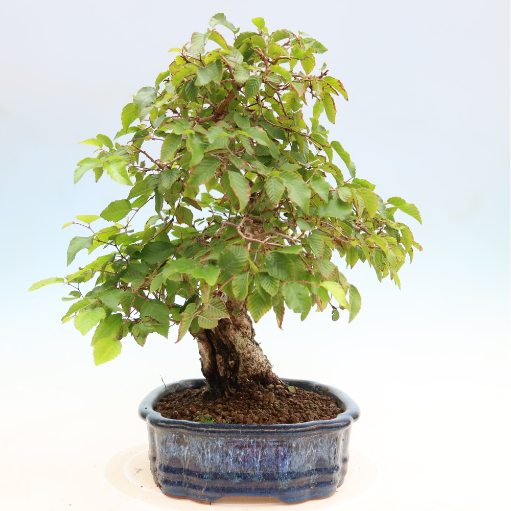Vonkajší bonsaj -Carpinus coreana - Hrab kórejský