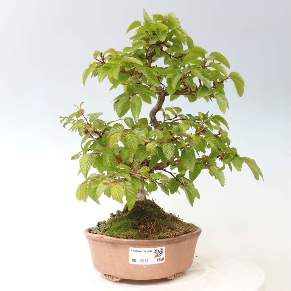 Vonkajšie bonsaje -Carpinus CARPINOIDES - Hrab kórejský